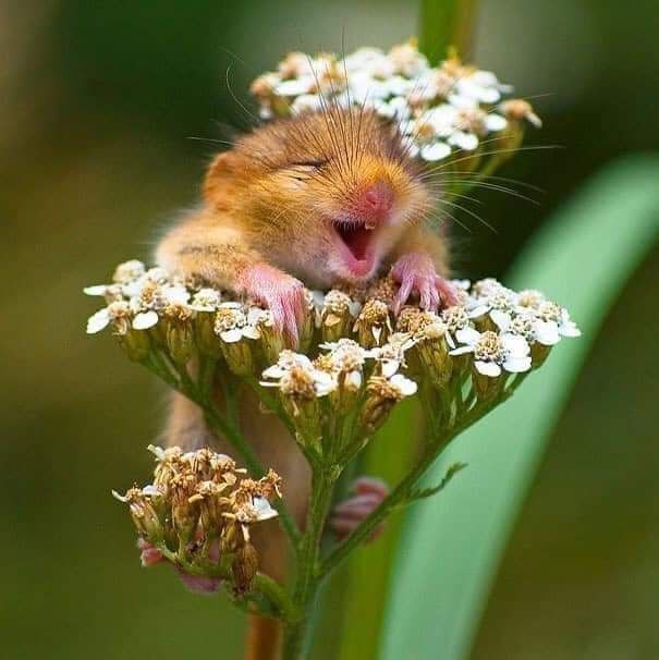 Happy Mouse.jpg